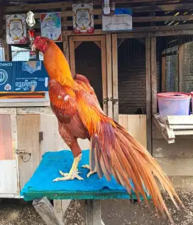 Ayam ekor lidi ori