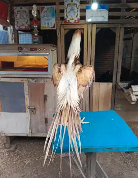 Ayam ekor lidi ori