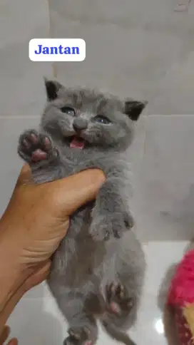 Scottish fold British Shorthair