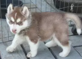 DIJUAL ANAK ANJING SIBERIAN HUSKY