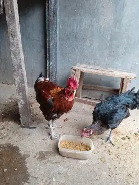 Jual sepasang ayam pelung jumbo