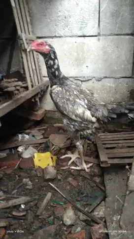 Ayam bangkok indukan kelabu