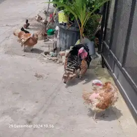 Dijual borongan  ayam kalkun sdh produksi