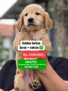 Anjing Golden Retriever Benita lengkap Surat dan Vaksin