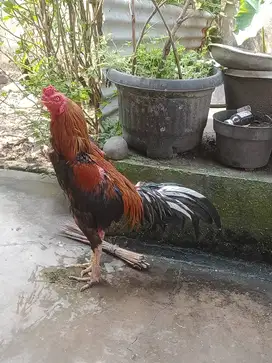 Dijual Pacek Ayam