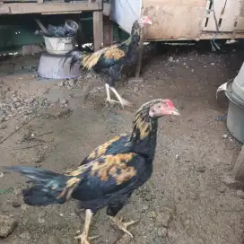 Ayam kampung dan anak ayam