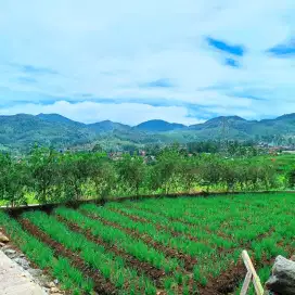 JUAL LAHAN KEBUN VIEW LEPAS PEGUNUNGAN