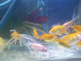 Aquarium dan ikan maskoki campuran