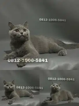 BSH BRITISH SHORTHAIR BETINA BLUE SOLID