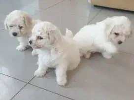 Anakan Bichon Frise keturunan Golden Sun kennel STB chip