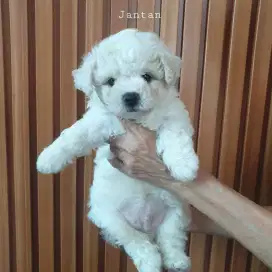 Anakan Bichon Frise keturunan Golden Sun kennel STB chip