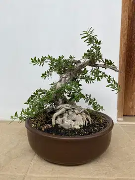 BAHAN SANTIGI MEDIUM BONSAI