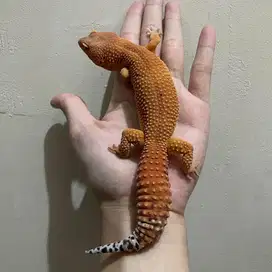 Gecko SHTCTB Jantan