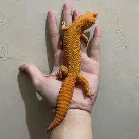 Gecko Sunglow Red Line Jantan