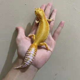 Gecko Aptor Red Stripe Betina