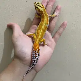 Gecko Red Stripe Jantan