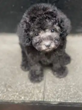 Silver Betina tiny poodle lucu