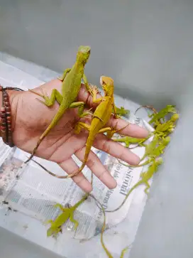 Baby Iguana het Albino