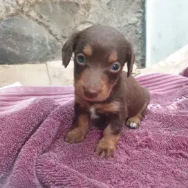 Dachshund Puppy Chocolate Tan, Betina