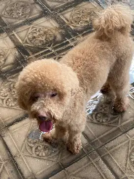 Anjing poodle jantan warna apricot