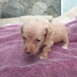 Anjing Tekel / Dachshund Cream Longhair, Jantan