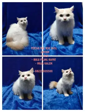 Persia Mix Bsh (bicolor)