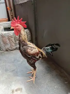 Ayam bangkok pama