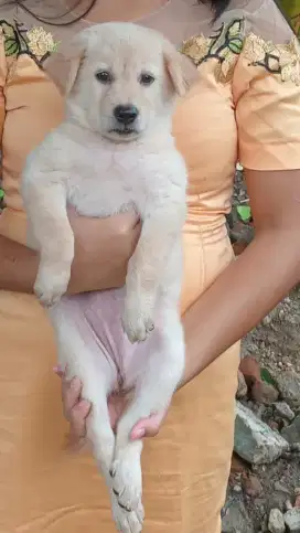 Anjing puppy mix kintamani betina