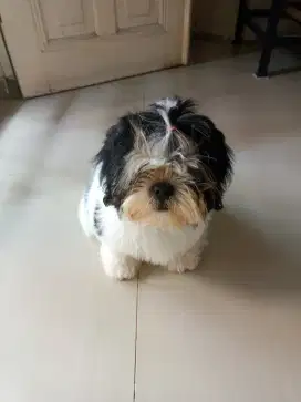 Anjing shihtzu jantan