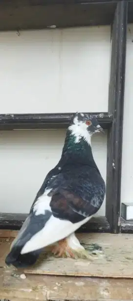 Burung dara merpati sepasang