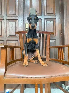 Doberman betina stb vaksin termurah dikelasnya