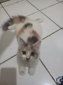 Kucing kitten Persia medium (Betina)