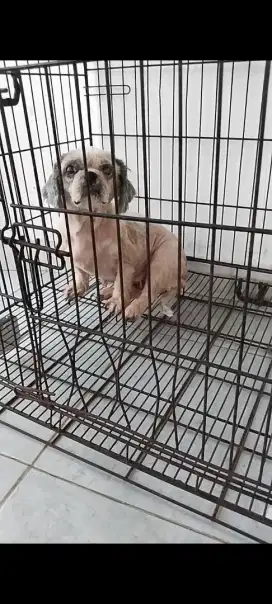 Semi hibah shih tzu betina