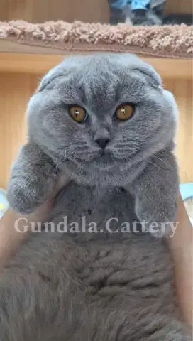 Scottish Fold Lucu