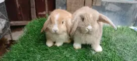 Sepasang kelinci holland lop vm