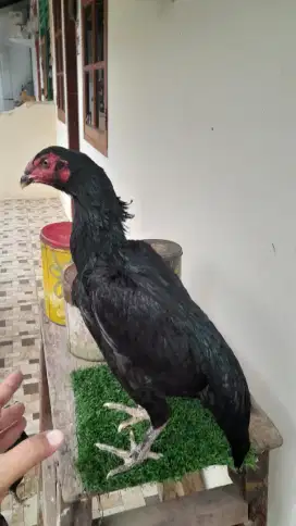 Ayam bangkok betina siap produk