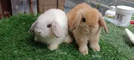 Anak kelinci holland lop sepasang