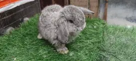 Anak holland lop warna abu-abu jantan