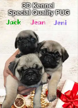 Jual Anak Anjing PUG puppies - Premium