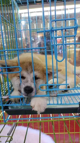 Jual Japanese Akita inu