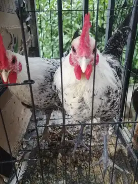 Di Jual Ayam Arab usia 4 bulan Jantan