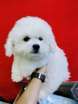 Jual Bichon jantan high quality