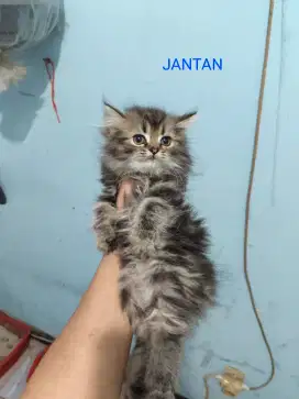 Kitten persian jantan betina