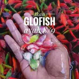 Paket hemat isi 50ekor glowfish warna warni