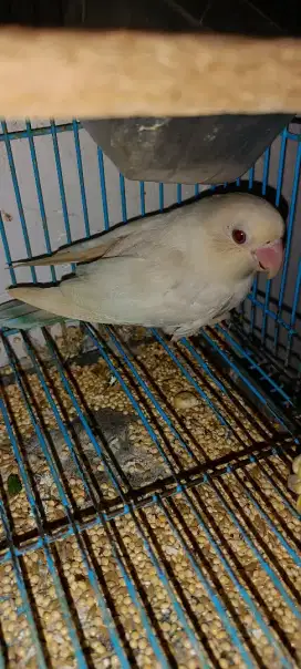 Lovebird PF MM mantul