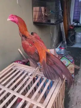 Ayam muda bangkok