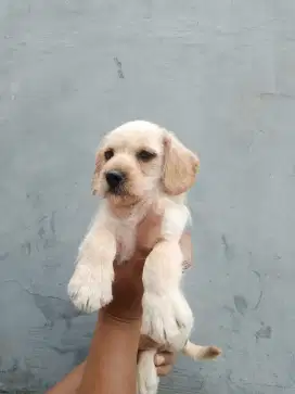 Anjing mix golden puppies