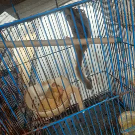 sugar glider borongan