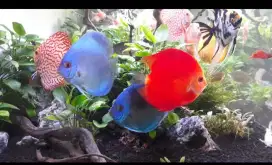 Ikan discus 2 inch