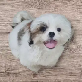 Shihtzu puppy / anak Shih-tzu